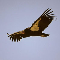 hawk on trail