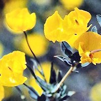 hiking_gallery_flowers