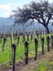 Santa Ynez Wine Country