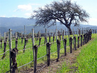 Santa Ynez Wine Country