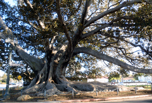 moreton bay fig Moreton Bay Fig in Santa Barbara