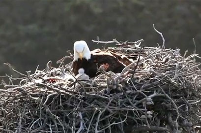 Just this past month, the first Bald Eagle in over 60 years hatched on Anacapa Island. This wonderful news comes after much hard work to restore the eagles in California’s Channel Islands. “Return Flight: Restoring the Bald Eagle to the Channel Islands” is an incredible new film that chronicles the journey of the bald eagle’s recovery [...]