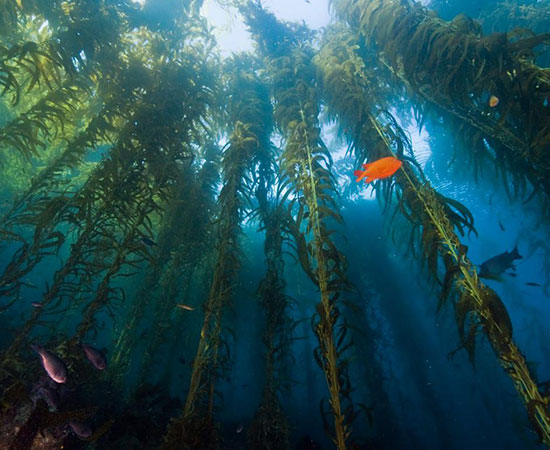 Santa Barbara kelp and wildlife