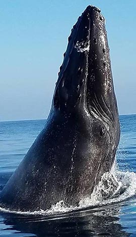 whale watching tours santa barbara