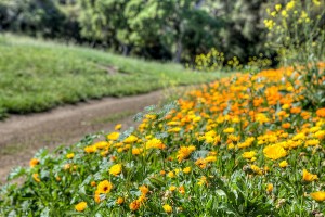 Santa Ynez Valley wildflowers