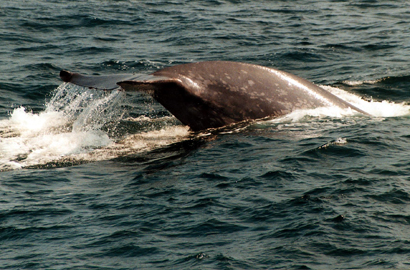 gray whale tail