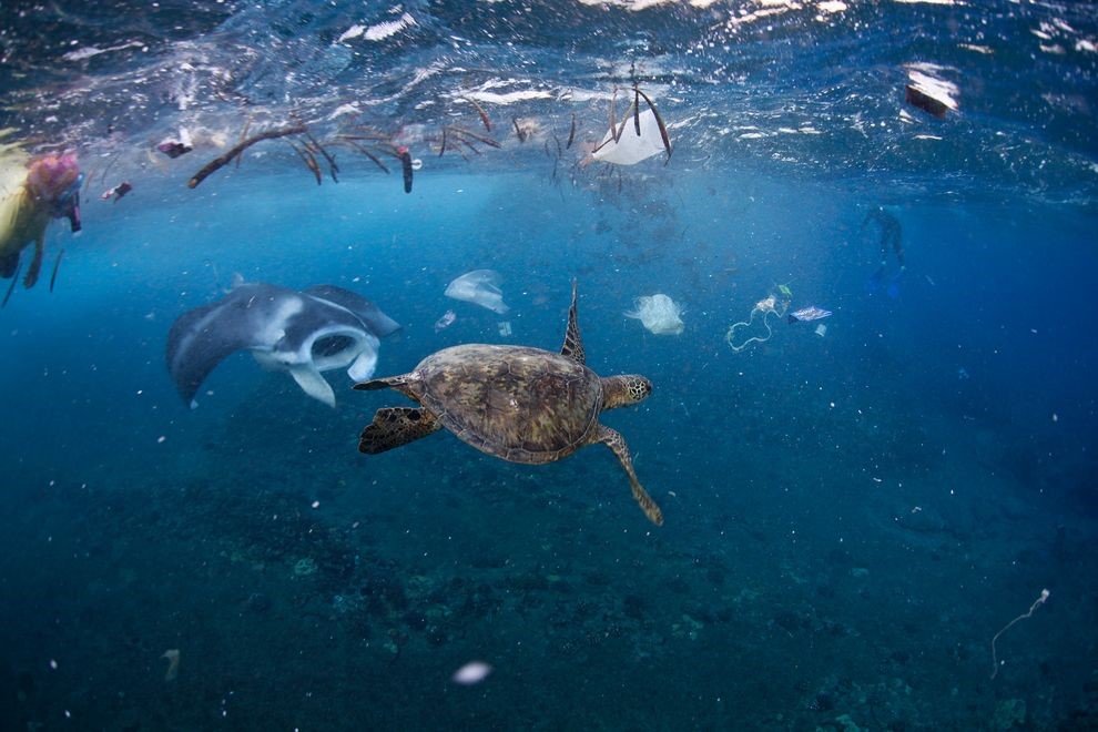 turtal and manta ray swimming in trash
