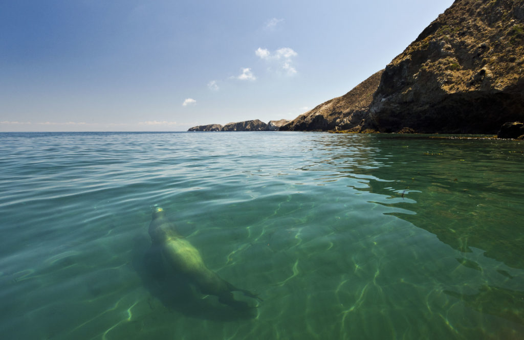 California Sea Lion