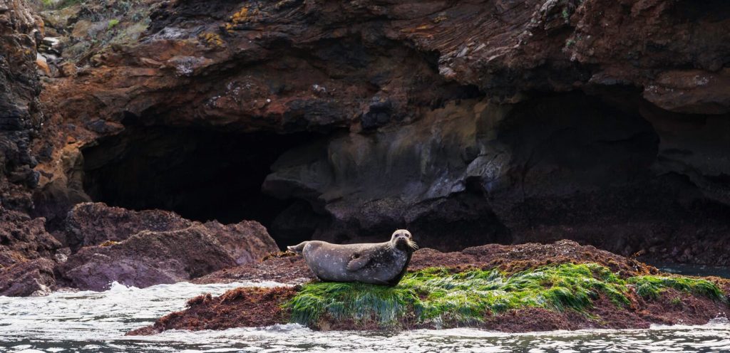 harbor seal on rock