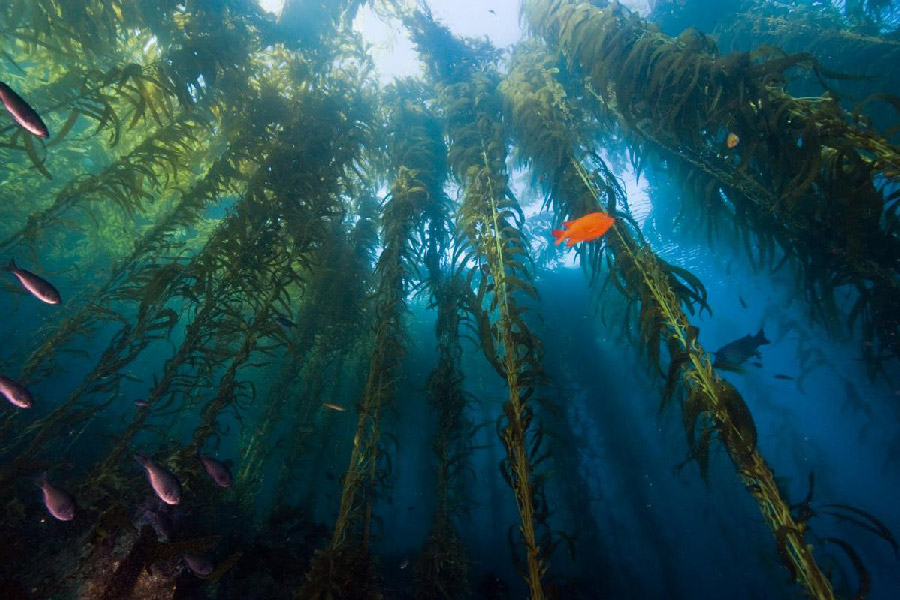 kelp forest california