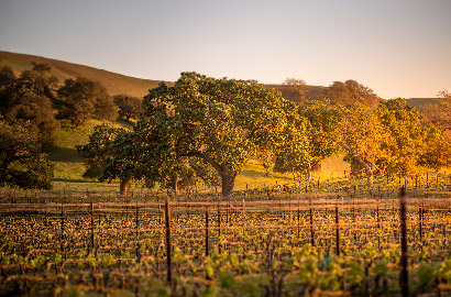 santa barbara vineyard