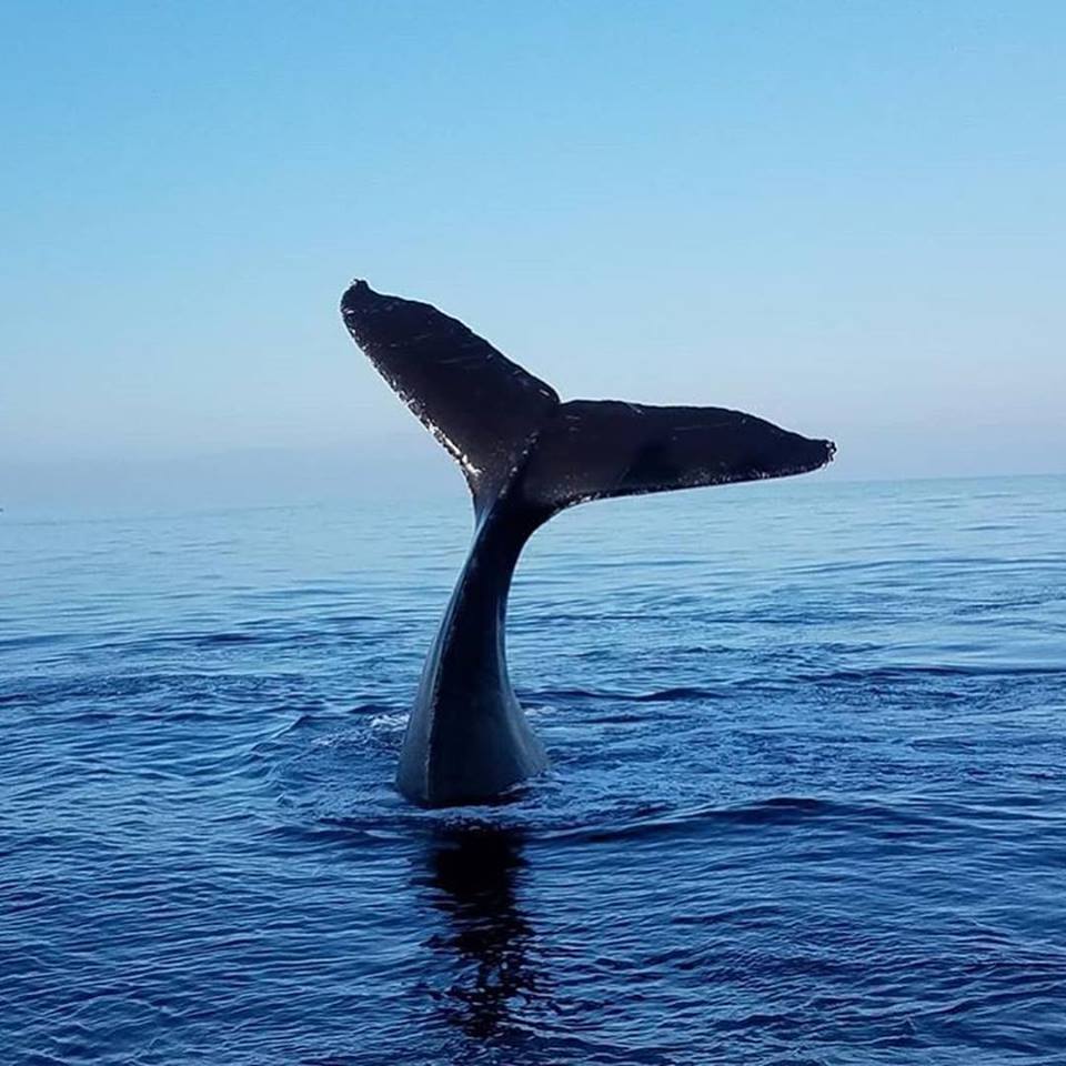 marine biology whale