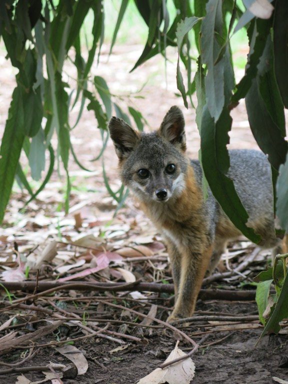 A wide-eyed island foxes peers out from between Eucalyptus leaves.