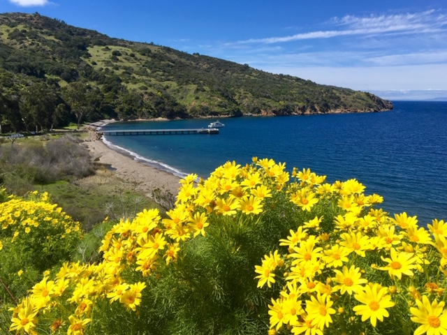 Santa Cruz Island wild flowers