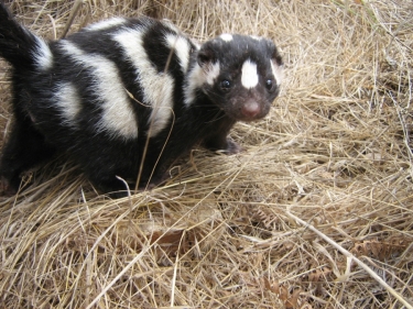 Island Spotted Skunk 