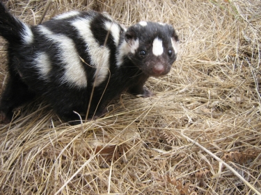 Spotted Skunk