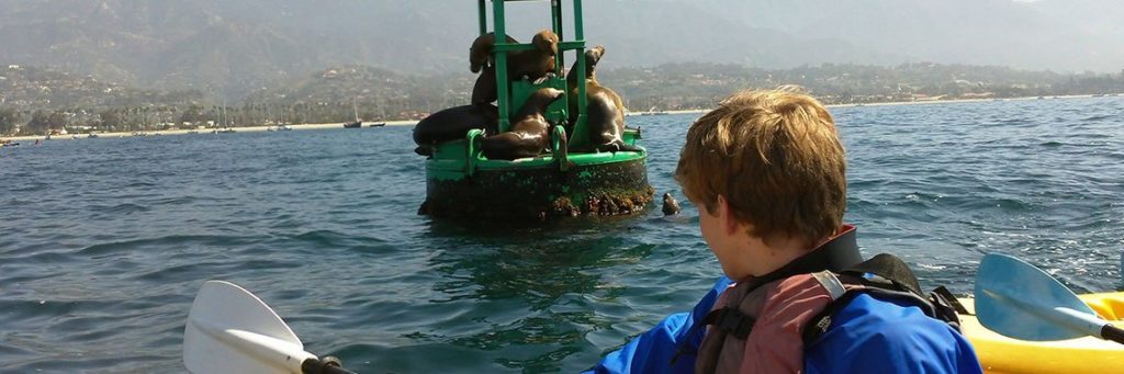 Kids kayaking in Santa Barbara observe Sea Lions