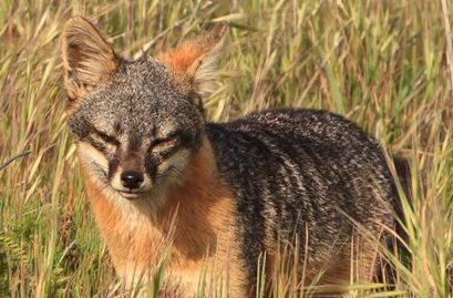 DYK that island foxes were once on the brink of extinction?! Photo Credit: National Park Service