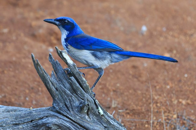 channel Island Scrub Jay