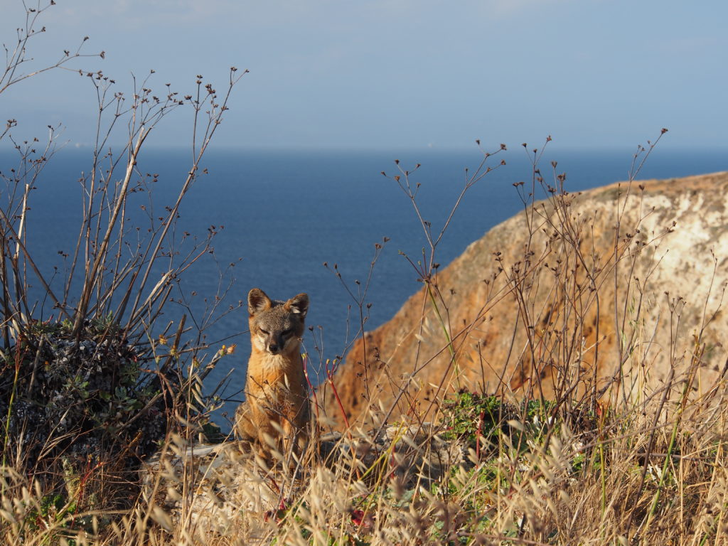 An island fox atop the bluffs near Cavern Point overlook on Santa Cruz Island.