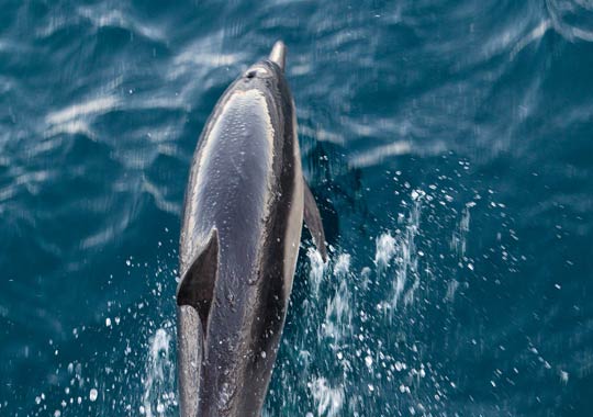 Common Dolphin