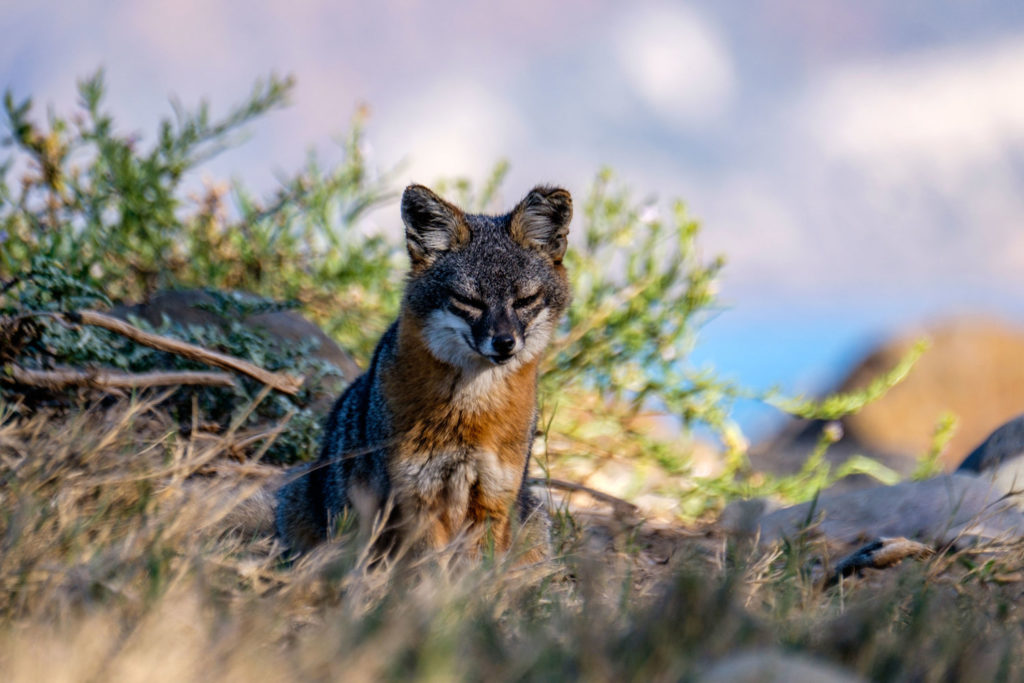 Santa Cruz Island fox