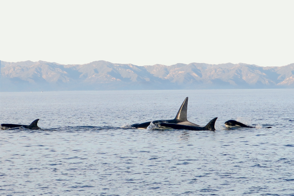 Santa Cruz Island dolphins and orcas