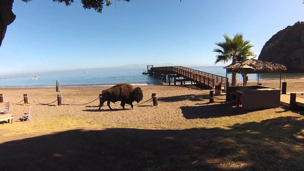 catalina buffalos