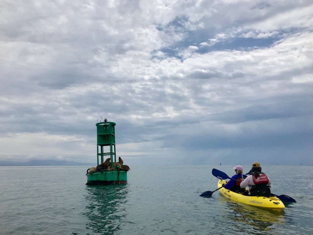 spotting sea lions while kayaking santa barbara harbor