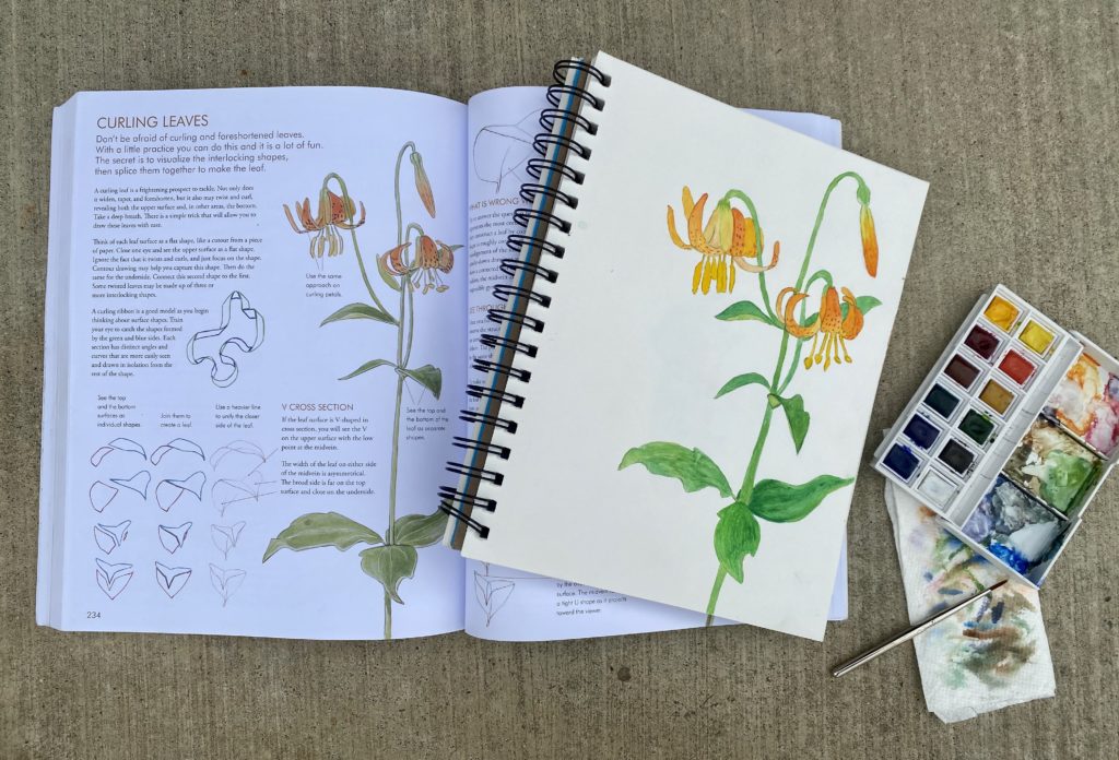 Nature Drawing and Journaling written and illustrated by John Muir Laws