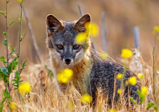 Island fox and wildflowers in Channel Islands National Park
