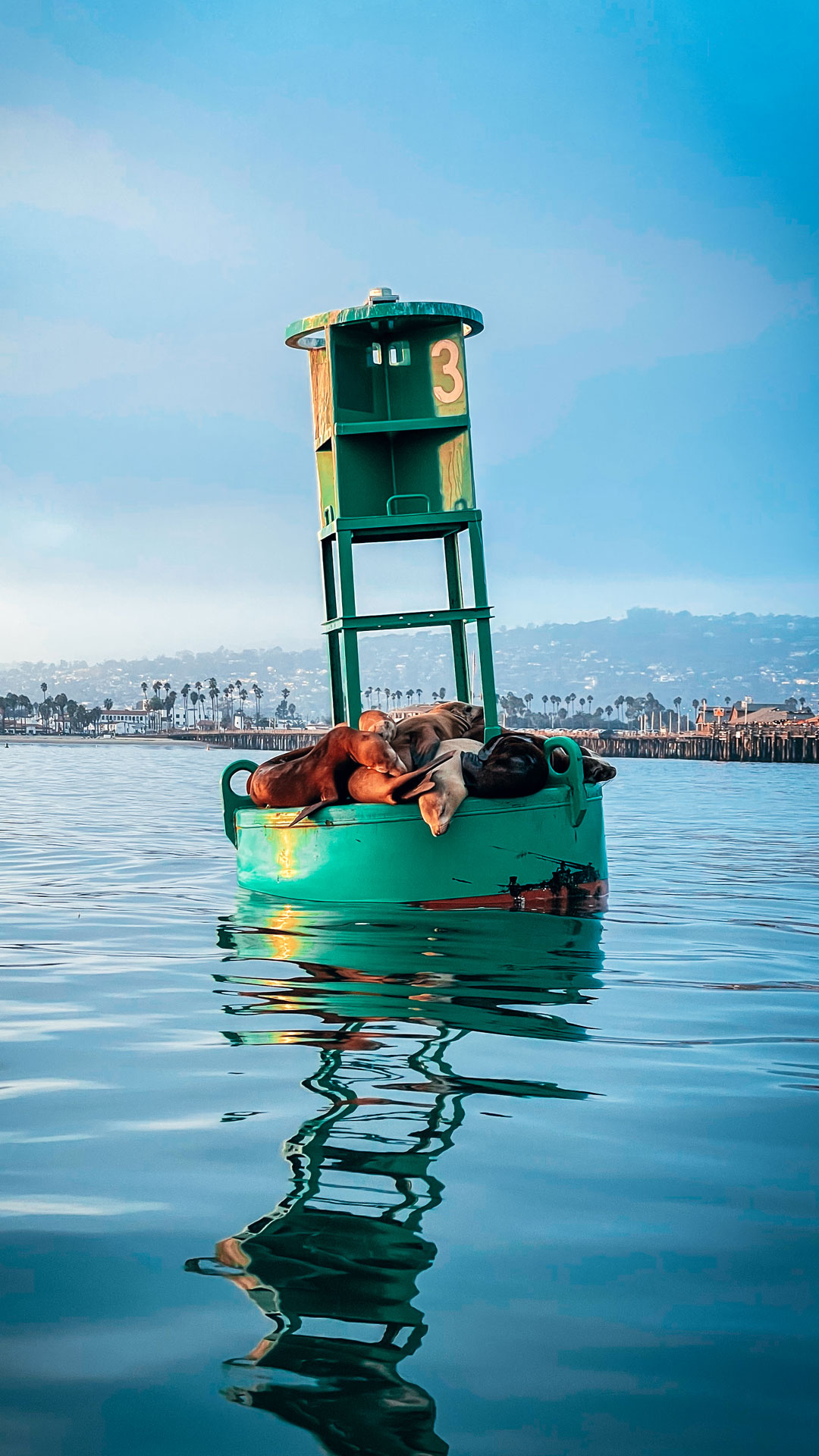 Sea lions resting on buoy in Santa Barbara