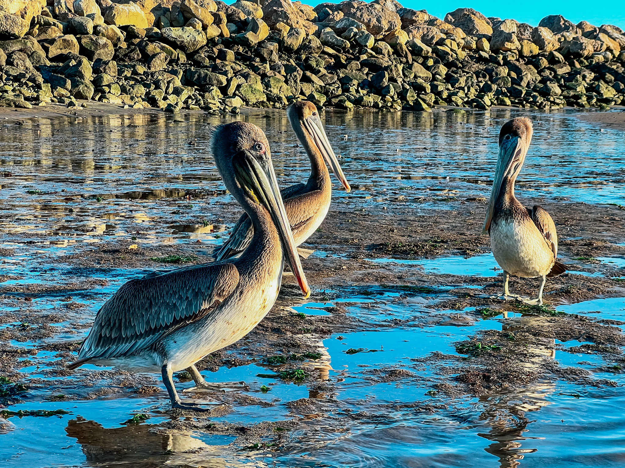Brown pelicans in the Santa Barbara Harbor
